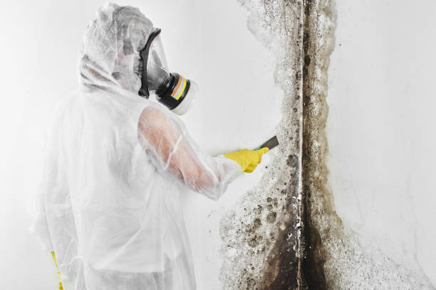 Best Local Mold Removal Service  in Wray, CO