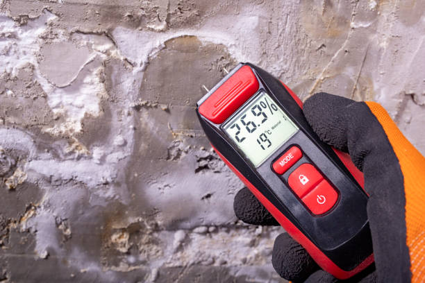 Best Home Mold Removal  in Wray, CO