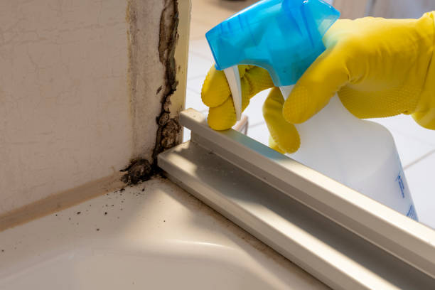 Best Local Mold Removal Service  in Wray, CO