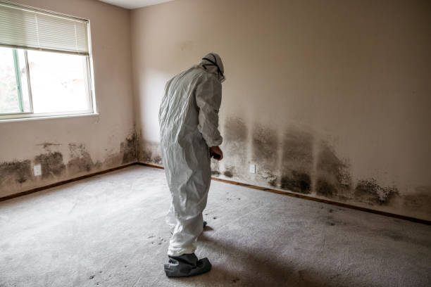 Trusted Wray, CO Mold Removal Experts