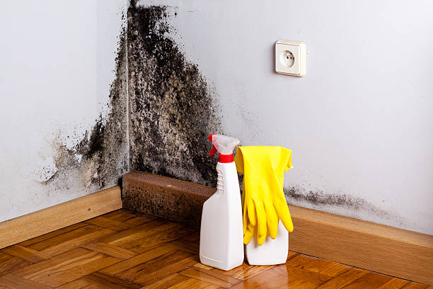 Best Fast Mold Removal  in Wray, CO