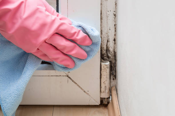 Best Commercial Mold Removal  in Wray, CO